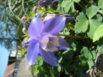 Aquilegia discolor Detail.jpg