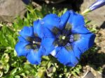 Gentiana acaulis Detail.jpg