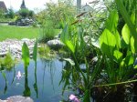 Pflanzenteich im Mai 08.jpg Pflanzenteich im Mai 08.jpg
