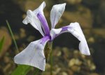 iris9.jpg