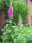 Blumen 18.5.08 005.jpg
