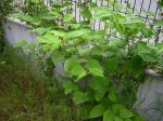 IMG_1936.JPG
