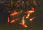 Fische aus der Winterruhe aufgetaucht_800.JPG