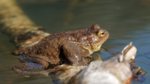 P4090120_DxO_2018-04-09_Bufo-bufo_HGT.jpg