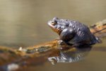 M1140026_DxO-2018-04-14_Bufo-bufo_HGT.jpg