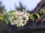 K1024_Prunus cerasus.JPG