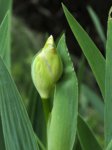 M5016396_2018-05-01_Iris-Terrasse.JPG