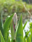 M5016399_2018-05-01_Iris-kleiner-Teich.JPG