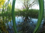 M5076447_2018-05-07_Teich_klein.JPG