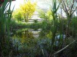 M5076448_2018-05-07_Teich_klein.JPG