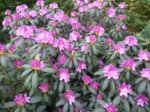 Rhododendron.jpg