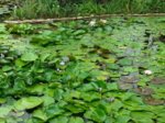 teich1.jpg teich1.jpg
