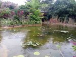 teich2.jpg teich2.jpg