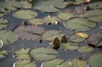 DSC03079.jpg