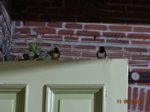 Dielenschwalben 2018 DSC00552.JPG