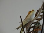 Nymphis DSC00382 - Kopie.JPG