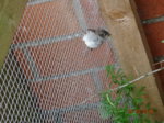 Elbi 1 DSC00584.JPG