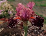 Iris Kickapoo Kangeroo_900.JPG