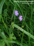 K1600_Geranium pusillum.JPG