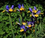 Iris_blau_gelbe Zungen_900.JPG