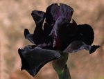 Iris_Anvil of Darkness4_makro_900.JPG