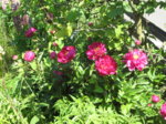 IMG_2576.JPG IMG_2576.JPG