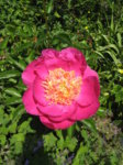 IMG_2601.JPG IMG_2601.JPG