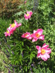 IMG_2620.JPG IMG_2620.JPG