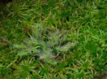 K1600_DSC05236.JPG K1600_DSC05236.JPG