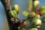 Ameise_ant_busy_auf dem Pflaumenbaum_makro_900.JPG