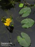 K1600_Nuphar  pumila - Kopie.JPG