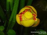 K1600_Nuphar advena - Kopie.JPG