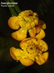 K1600_Nuphar pumila - Kopie.JPG