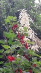 IMG-20180603-WA0100.jpg