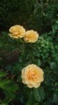 DSC_3932.JPG
