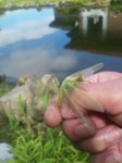 20180611_112149.jpg 20180611_112149.jpg