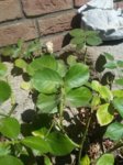 20180611_112550.jpg 20180611_112550.jpg