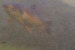 Fisch2.jpg Fisch2.jpg