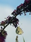 Falter_Gegenlicht_Sommerflieder_brombeerfarben2_800.JPG