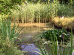 Teich aufgefüllt 19-7-2018  - 4.jpg