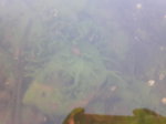 17118.jpg 17118.jpg