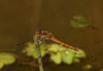 K1600_Sympetrum spec..JPG