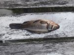 fisch.jpg fisch.jpg