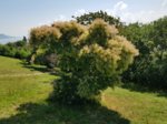 20180527_104530_neu.jpg 20180527_104530_neu.jpg