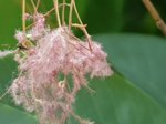 20180603_152439_neu.jpg 20180603_152439_neu.jpg
