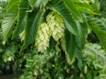 20180606_122303_neu.jpg 20180606_122303_neu.jpg