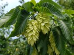 20180606_122311_neu.jpg 20180606_122311_neu.jpg