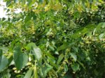 20180606_122525_neu.jpg 20180606_122525_neu.jpg