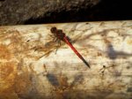 K1600_Sympetrum spec..JPG K1600_Sympetrum spec..JPG