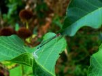 K1600_Ischnura spec..JPG K1600_Ischnura spec..JPG